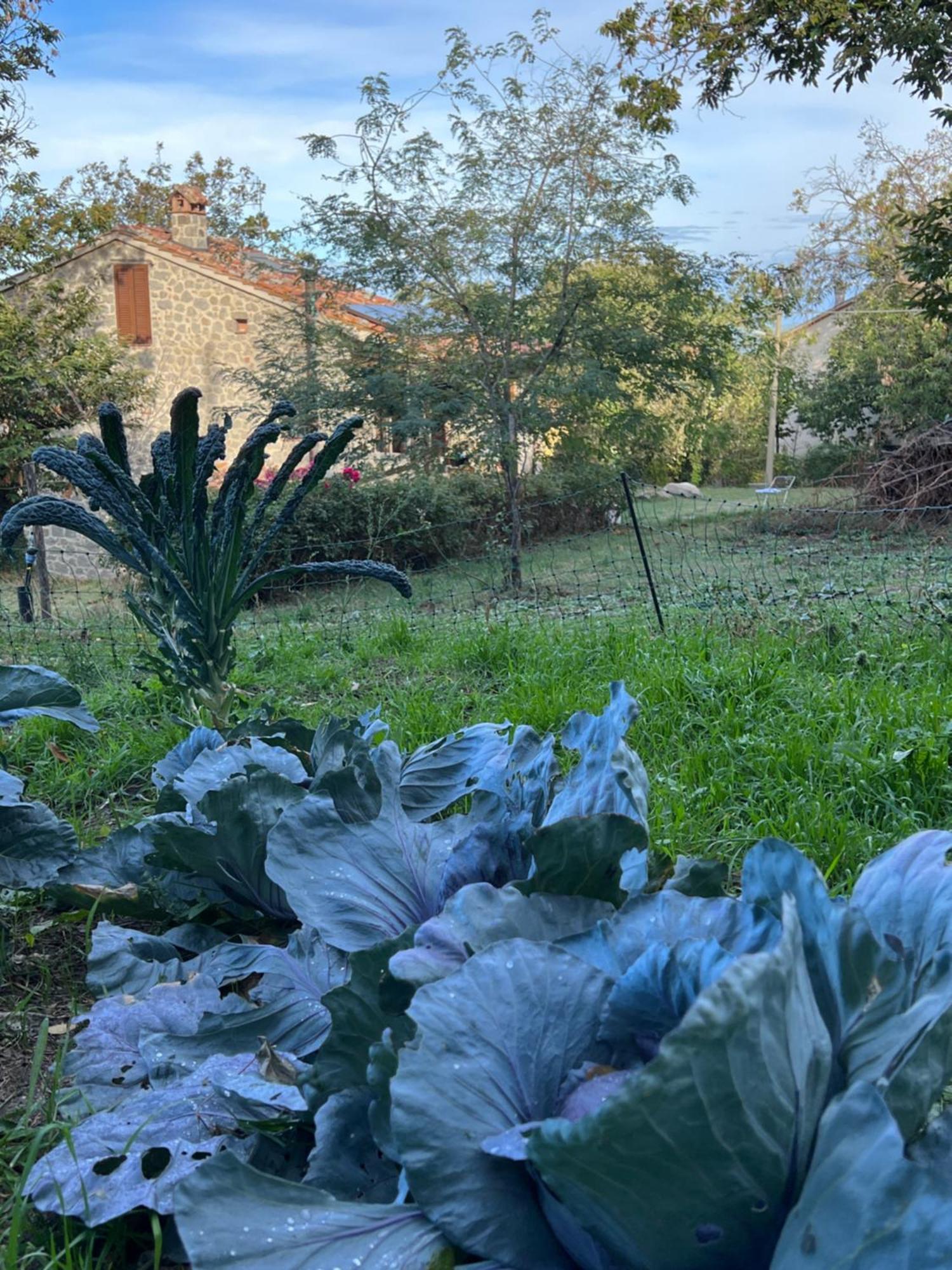 B&B Podere Legnotorto Castel del Piano  Exterior foto