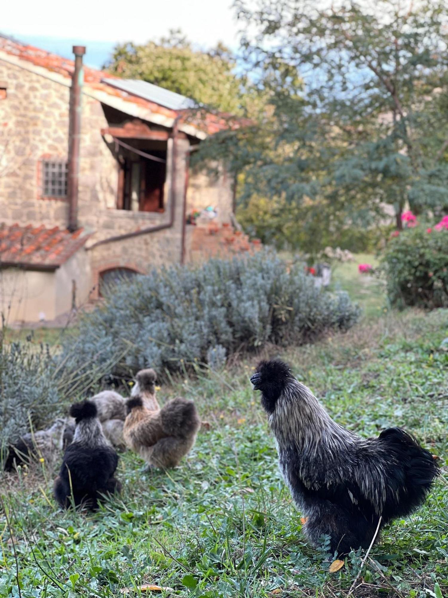 B&B Podere Legnotorto Castel del Piano  Exterior foto